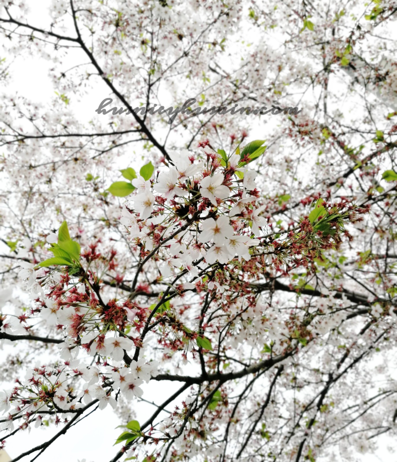 Detail Foto Pemandangan Bunga Sakura Di Korea Nomer 45