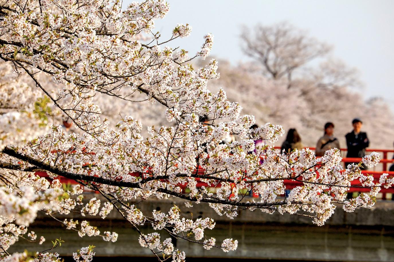 Detail Foto Pemandangan Di Jepang Nomer 29