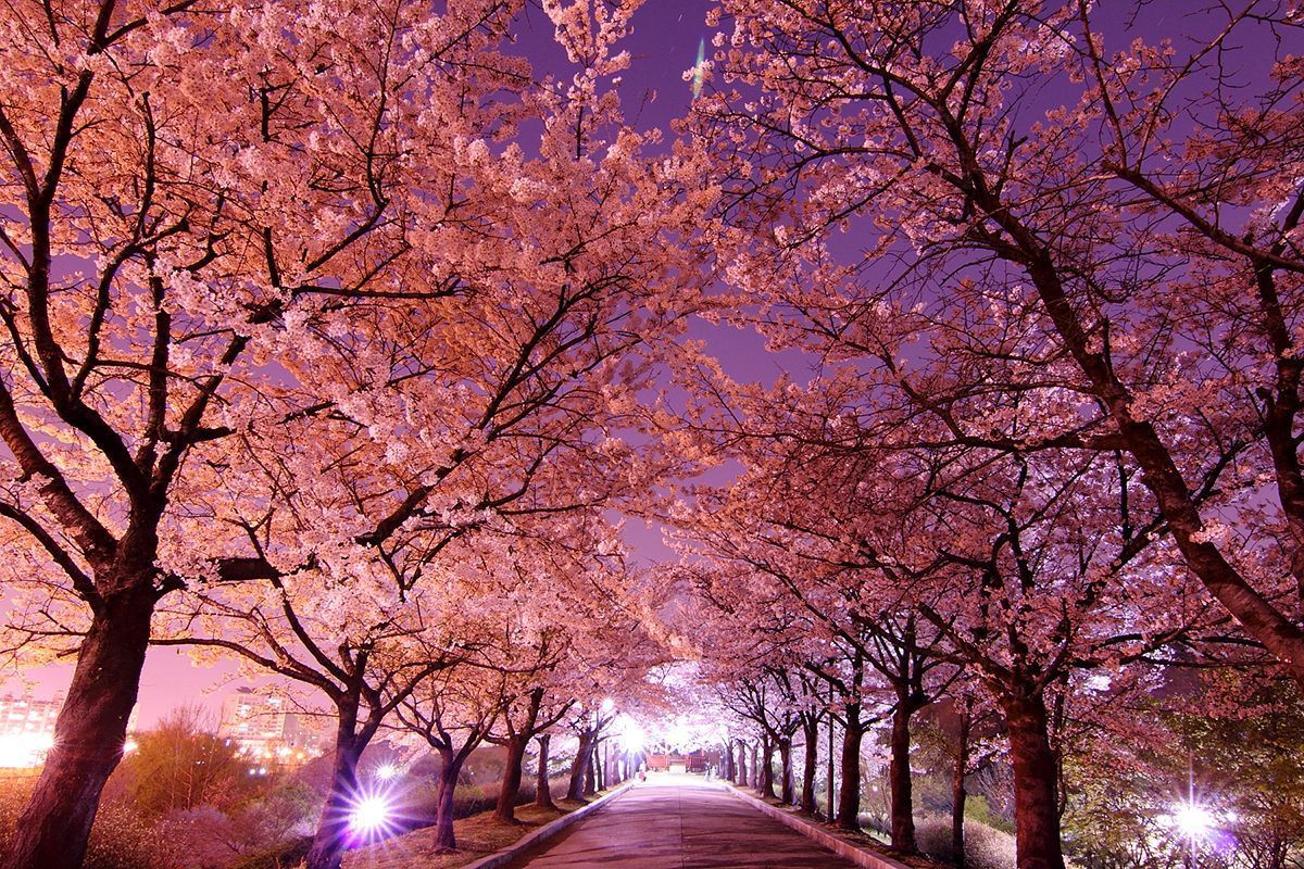 Detail Foto Pemandangan Di Korea Nomer 2
