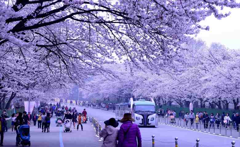 Detail Foto Pemandangan Di Korea Nomer 18