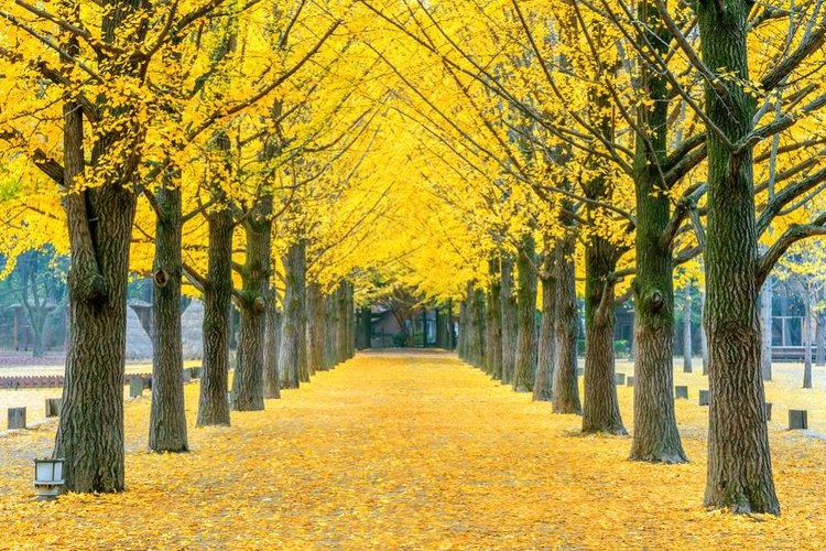 Detail Foto Pemandangan Di Korea Nomer 22