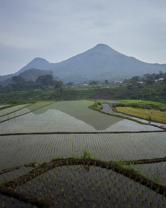 Detail Foto Pemandangan Gunung Dan Sawah Nomer 8