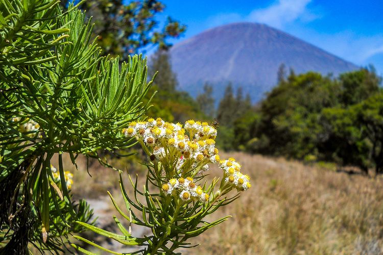 Detail Foto Pemandangan Gunung Yang Indah Nomer 41