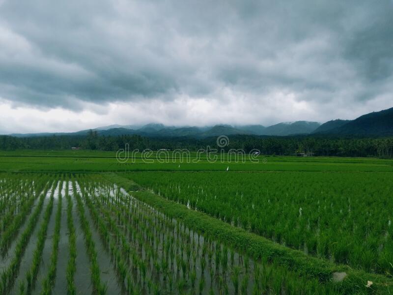 Detail Foto Pemandangan Hijau Nomer 43