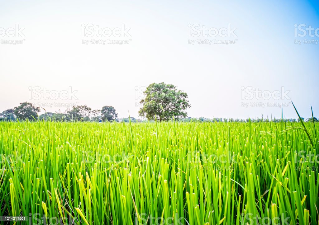 Detail Foto Pemandangan Hijau Nomer 45