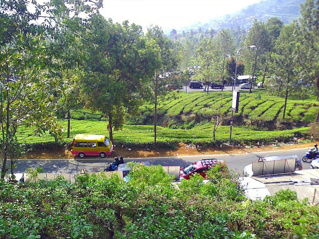 Detail Foto Pemandangan Puncak Nomer 21