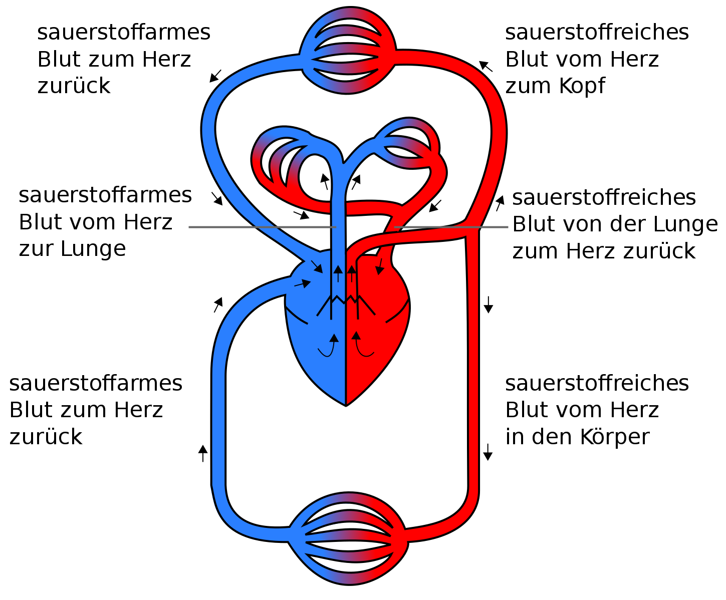 Lymphsystem Bilder - KibrisPDR