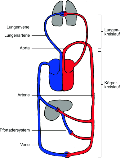 Detail Lymphsystem Bilder Nomer 17