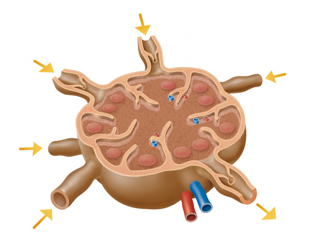 Detail Lymphsystem Bilder Nomer 4