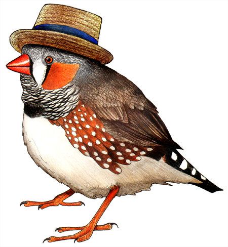 Bird Wearing Hat - KibrisPDR