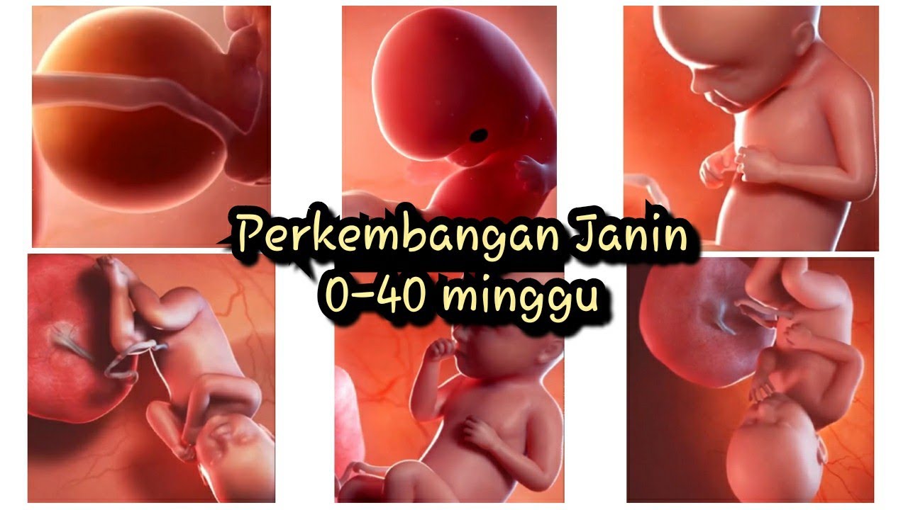 Detail Foto Perkembangan Janin Dari Minggu Ke Minggu Nomer 42