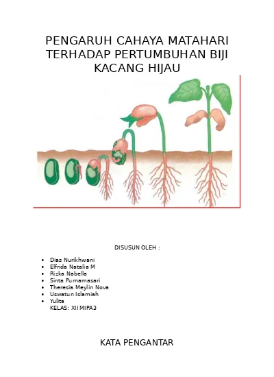 Detail Foto Pertumbuhan Kacang Hijau Nomer 12