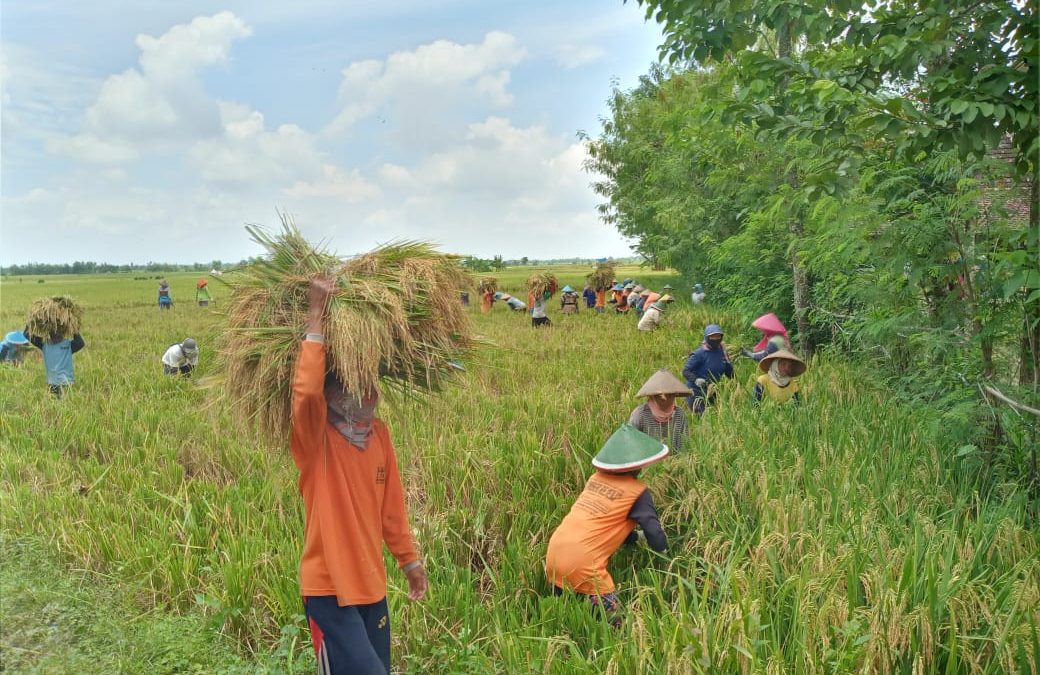 Foto Petani Panen Padi - KibrisPDR