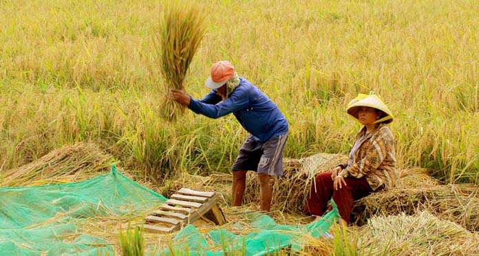 Detail Foto Petani Panen Padi Nomer 15