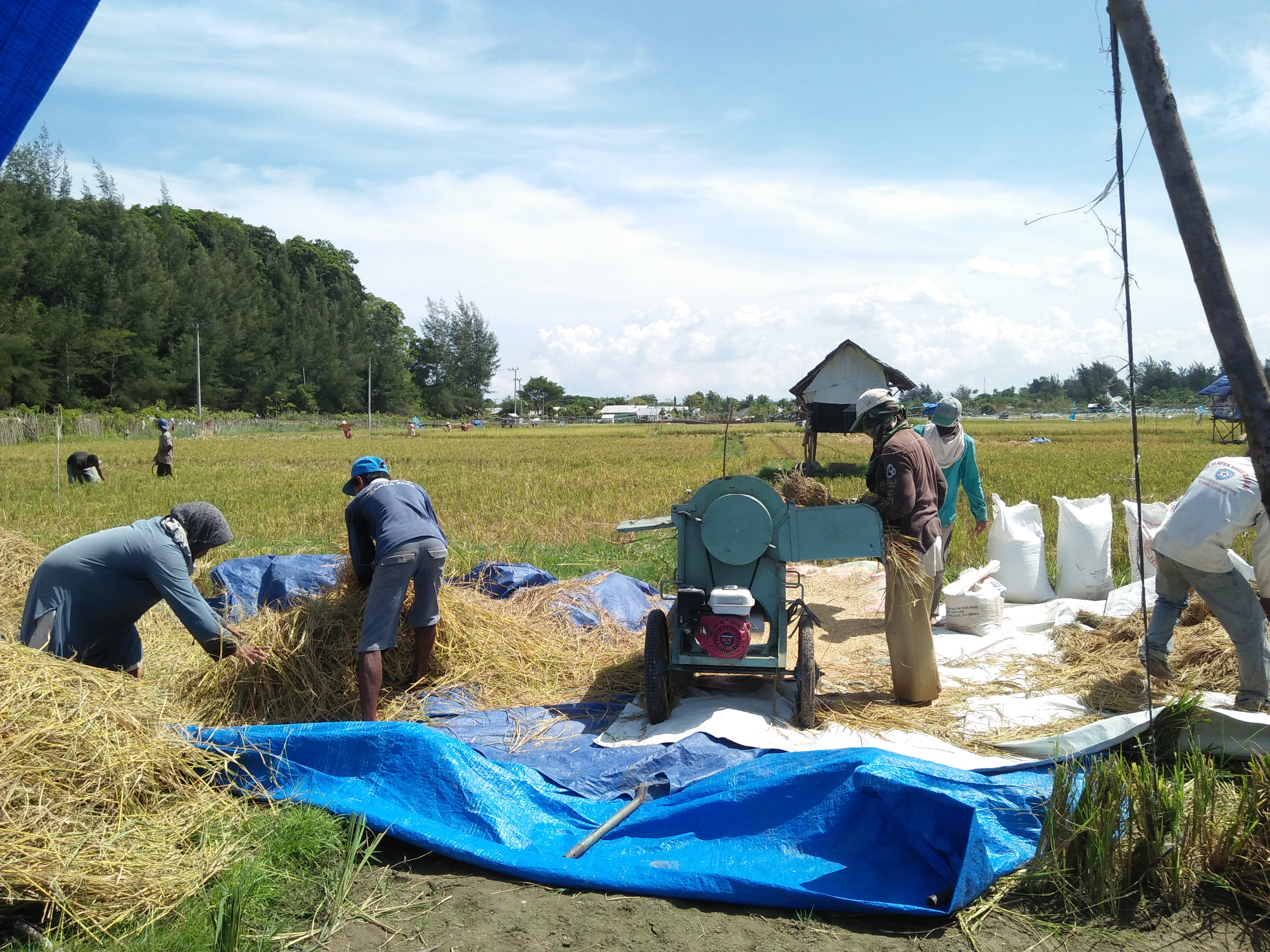 Detail Foto Petani Panen Padi Nomer 16