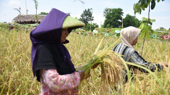 Detail Foto Petani Panen Padi Nomer 18