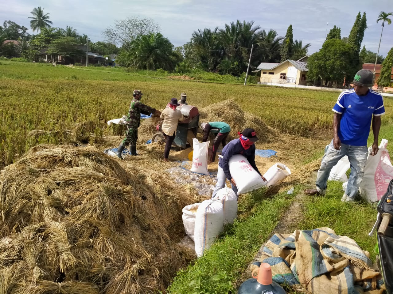 Detail Foto Petani Panen Padi Nomer 28