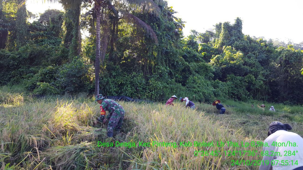 Detail Foto Petani Panen Padi Nomer 47