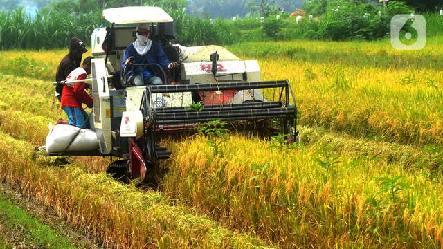 Detail Foto Petani Panen Padi Nomer 8