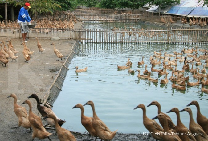 Detail Foto Peternakan Bebek Nomer 25