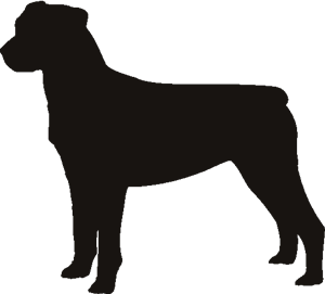 Detail Cane Corso Oder Rottweiler Nomer 11