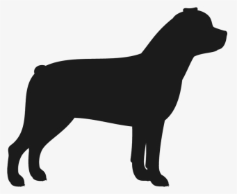 Detail Cane Corso Oder Rottweiler Nomer 3