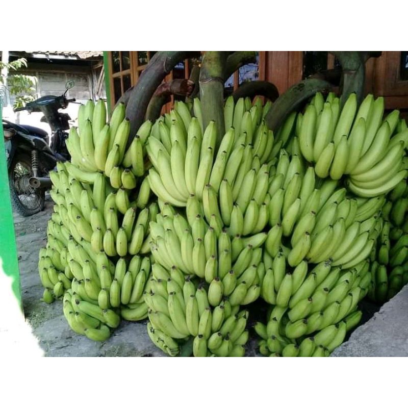 Detail Foto Pisang Ambon Nomer 38