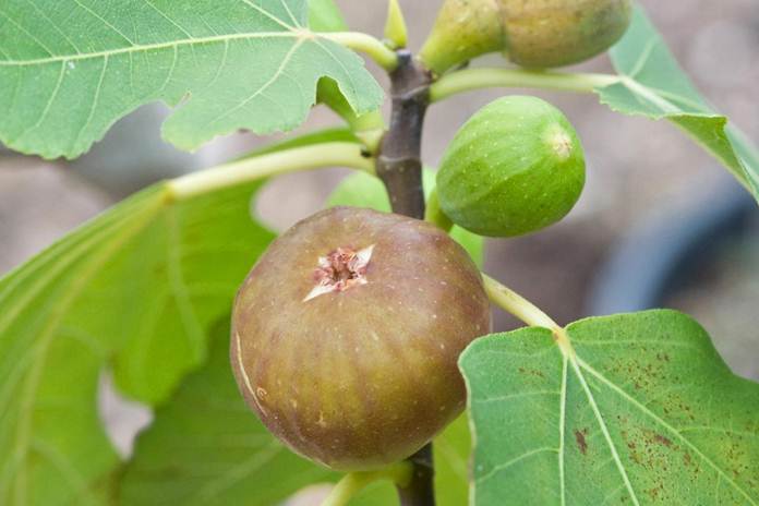 Detail Foto Pohon Buah Tin Nomer 18