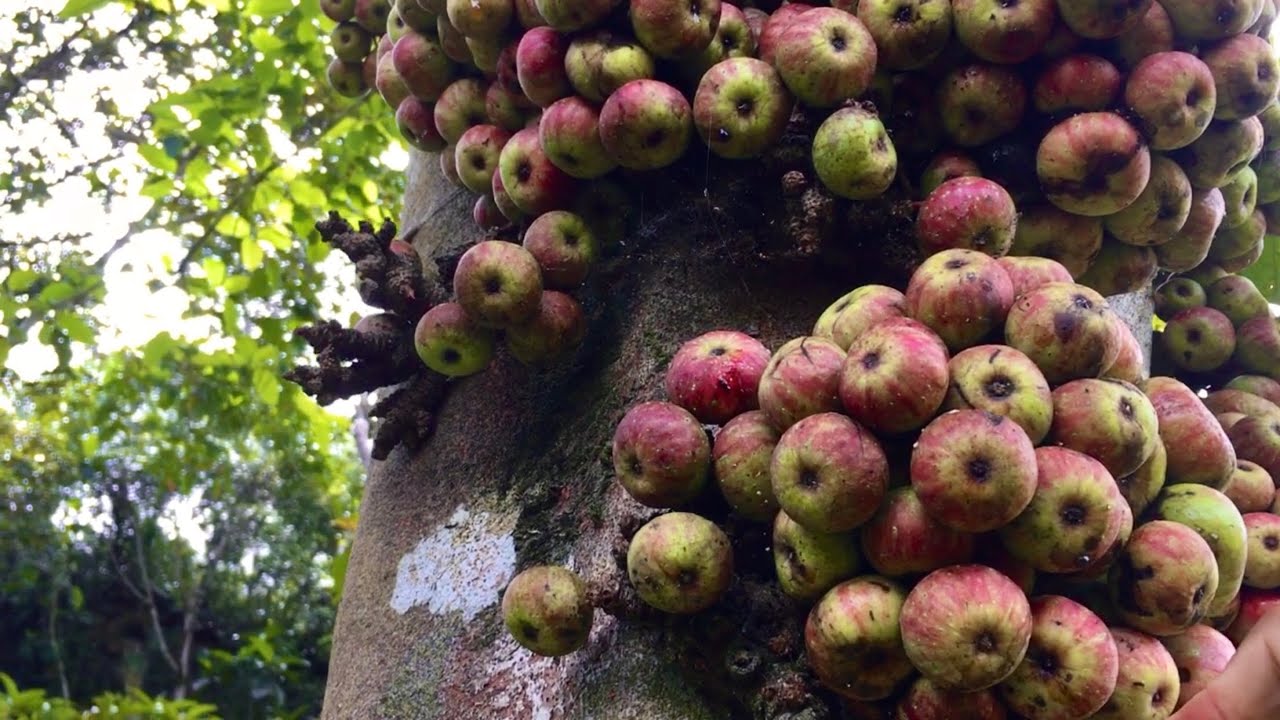 Detail Foto Pohon Buah Tin Nomer 33