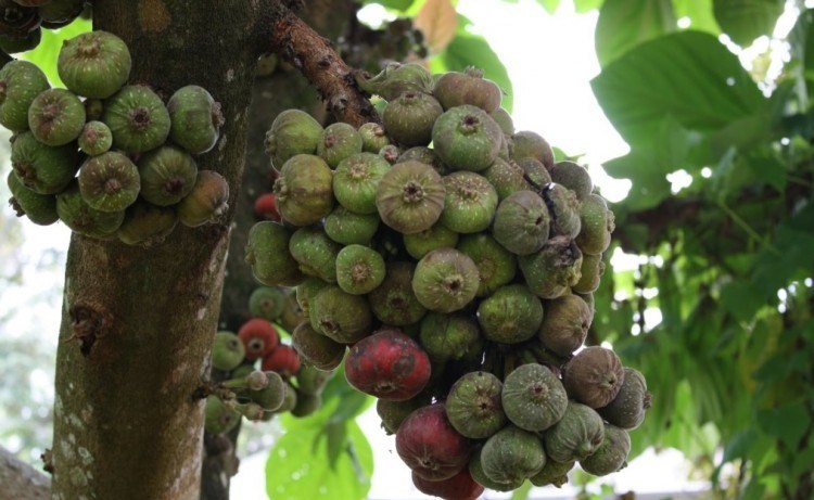 Detail Foto Pohon Buah Tin Nomer 36