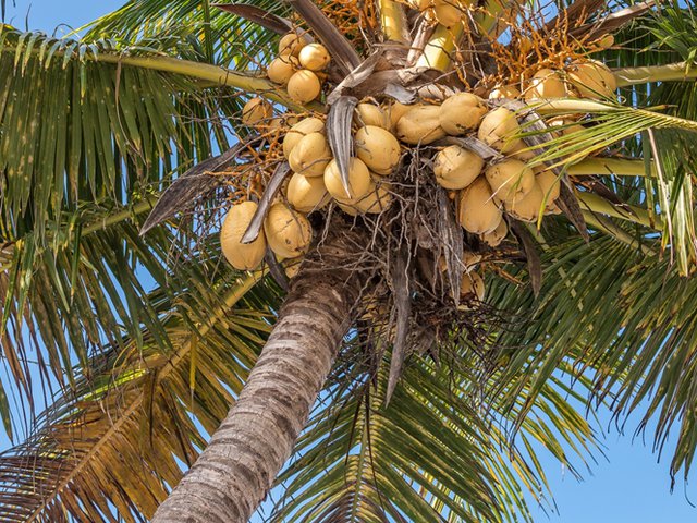 Detail Foto Pohon Kelapa Nomer 16