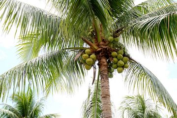 Detail Foto Pohon Kelapa Nomer 19