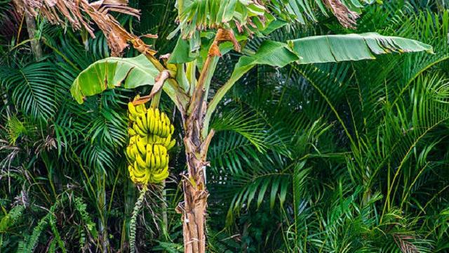 Detail Foto Pohon Pisang Nomer 2