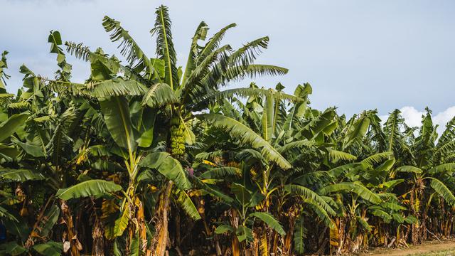 Detail Foto Pohon Pisang Nomer 25