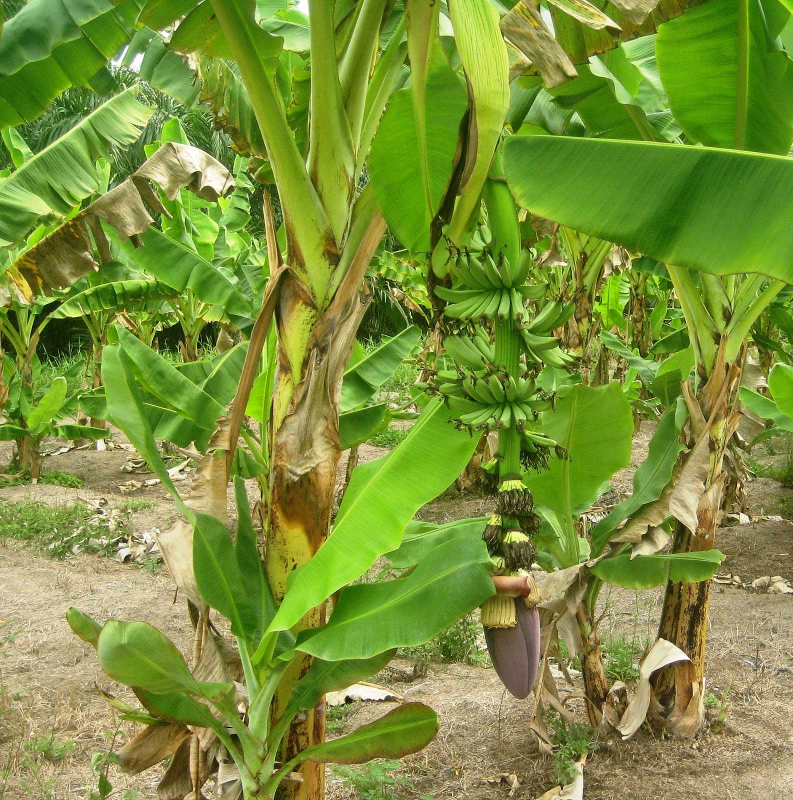 Detail Foto Pohon Pisang Nomer 37