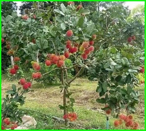 Detail Foto Pohon Rambutan Berbuah Lebat Nomer 26