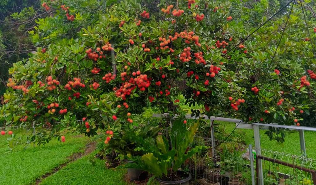 Detail Foto Pohon Rambutan Berbuah Lebat Nomer 30