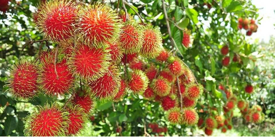 Detail Foto Pohon Rambutan Berbuah Lebat Nomer 42