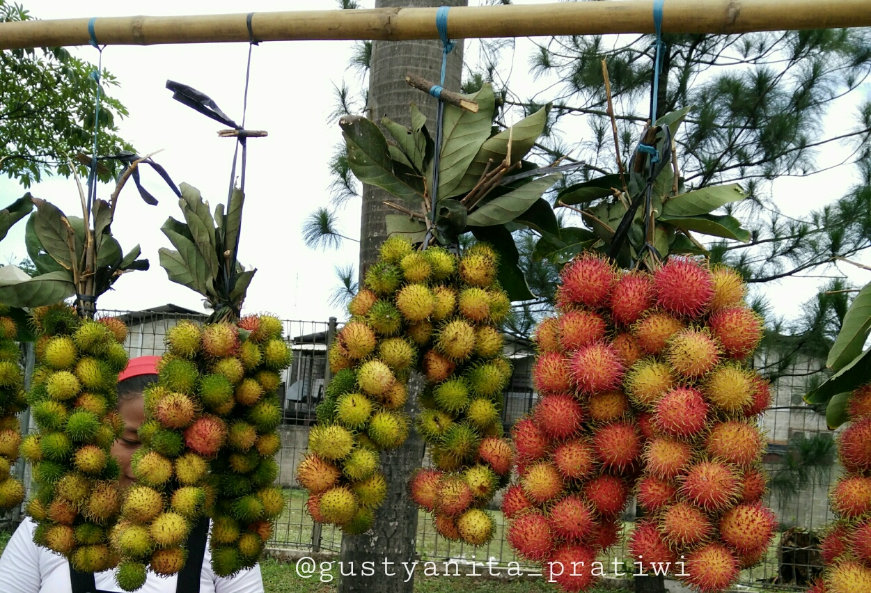 Detail Foto Pohon Rambutan Berbuah Lebat Nomer 44