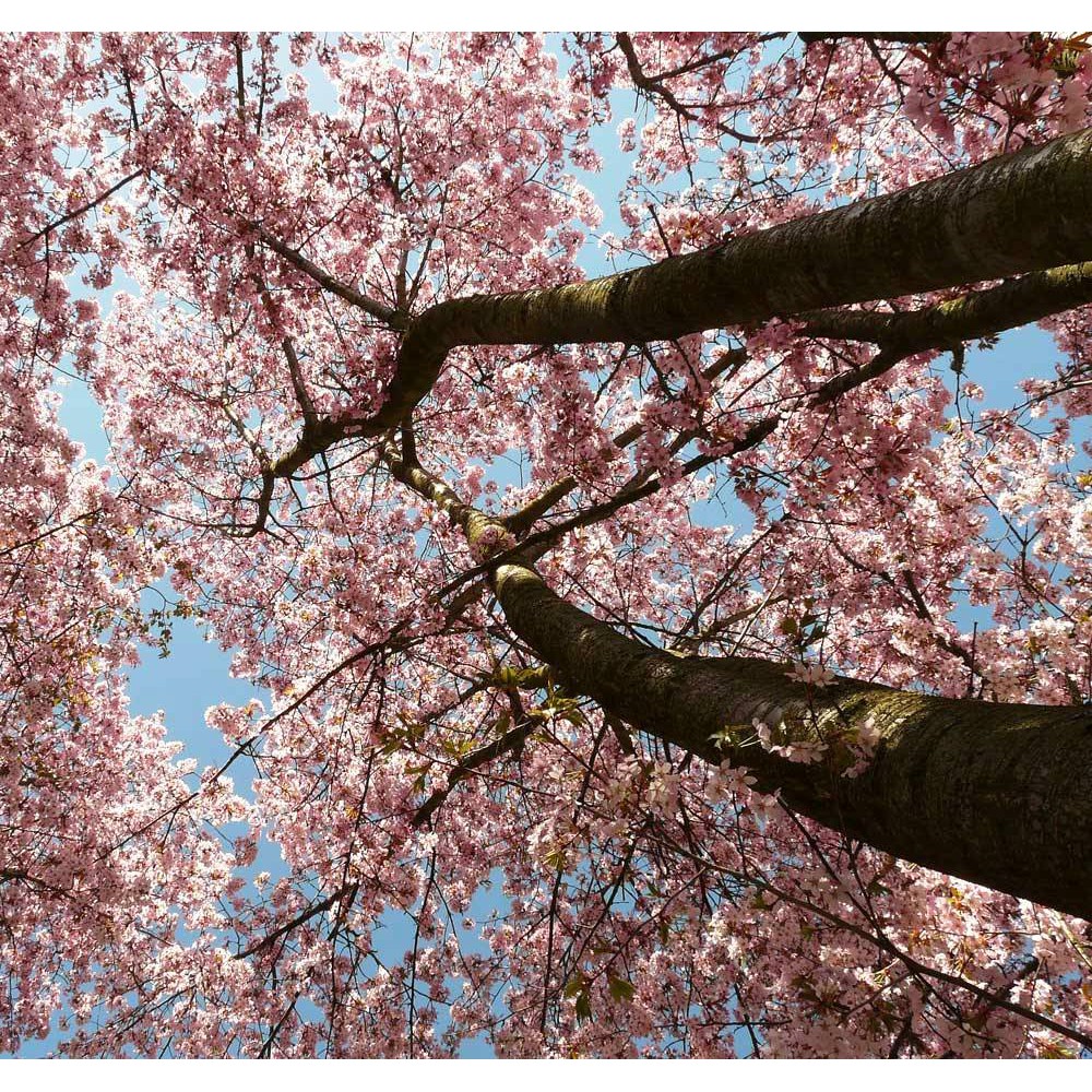 Detail Foto Pohon Sakura Nomer 22
