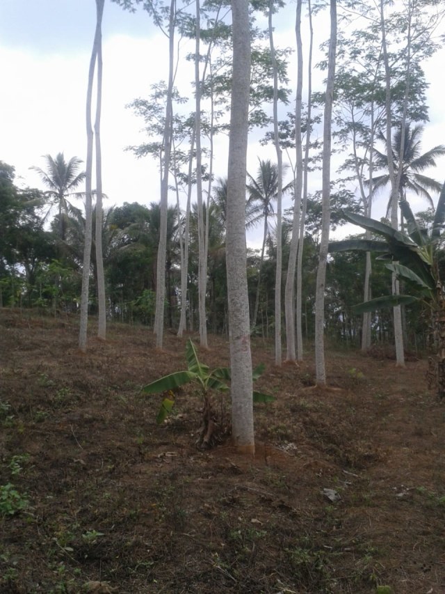 Detail Foto Pohon Sengon Nomer 3
