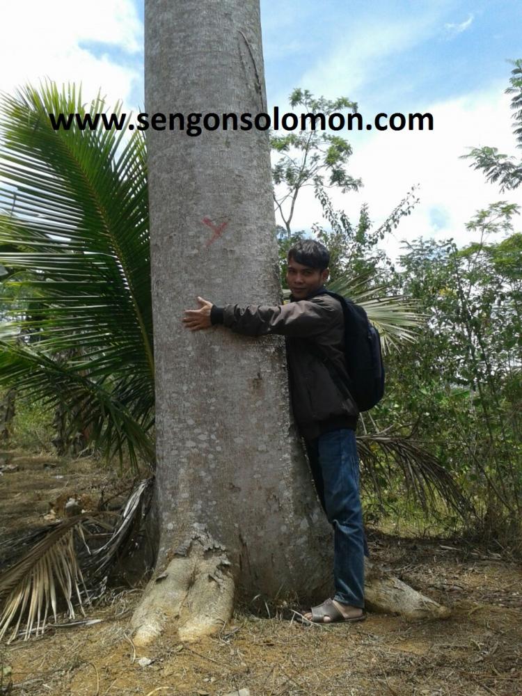 Detail Foto Pohon Sengon Nomer 32