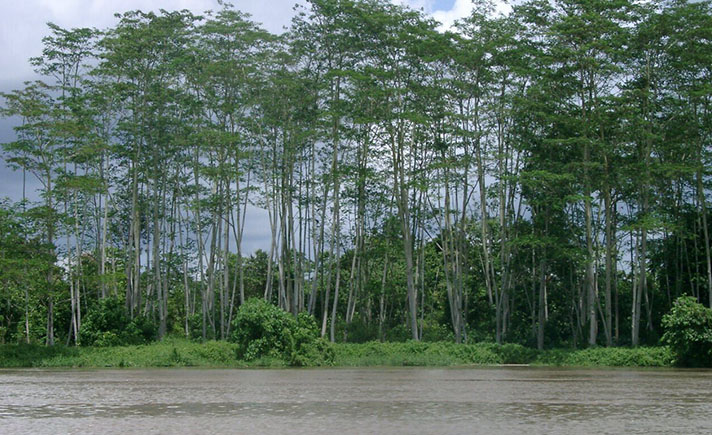 Detail Foto Pohon Sengon Nomer 38