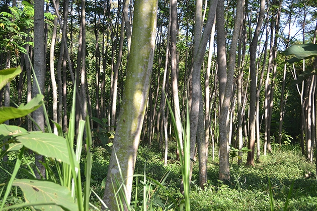 Detail Foto Pohon Sengon Nomer 52