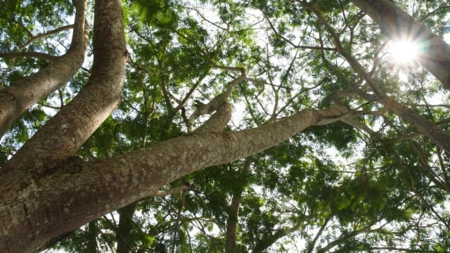 Detail Foto Pohon Sengon Nomer 53