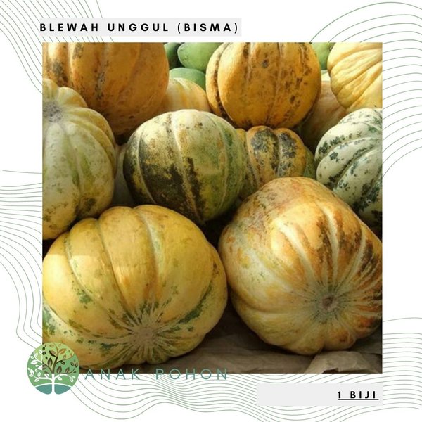 Detail Blewah Dan Labu Nomer 21