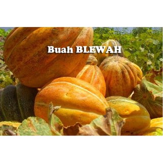 Detail Blewah Dan Labu Nomer 26