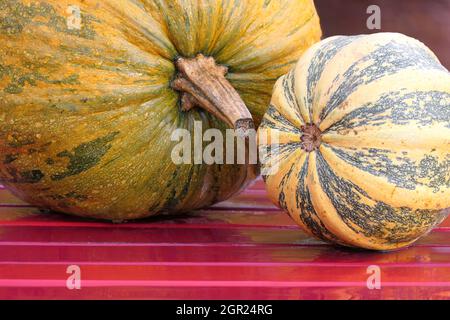 Detail Blewah Dan Labu Nomer 28