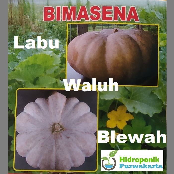 Detail Blewah Dan Labu Nomer 7