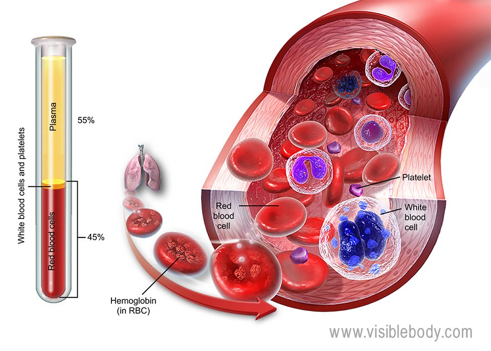 Detail Blood Image Nomer 21